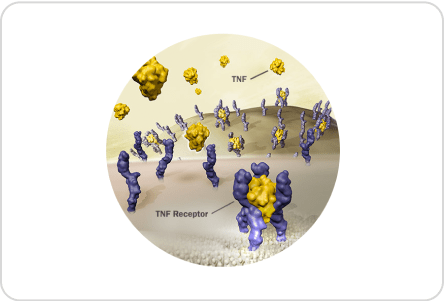 TNF signals by binding to cell surface receptors1,2