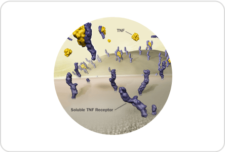 Soluble TNF receptors limit the cellular response3